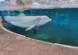 Dolphin Nursery