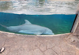 Dolphin Nursery