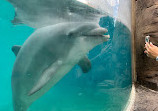 Dolphin Nursery