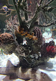 SEA LIFE Orlando Aquarium