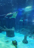 SEA LIFE Orlando Aquarium