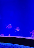 SEA LIFE Orlando Aquarium