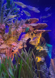 SEA LIFE Orlando Aquarium