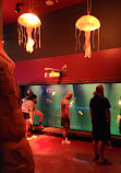 SEA LIFE Orlando Aquarium