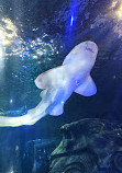 SEA LIFE Orlando Aquarium