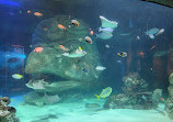 SEA LIFE Orlando Aquarium