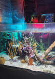 SEA LIFE Orlando Aquarium