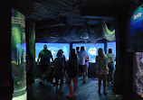 SEA LIFE Orlando Aquarium