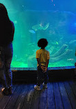 SEA LIFE Orlando Aquarium