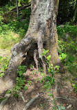 Shining Creek Path Trail Head