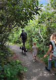 Graveyard Fields Loop Trail