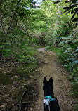 Graveyard Fields Loop Trail