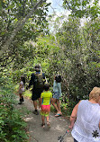 Graveyard Fields Loop Trail