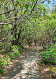 Graveyard Fields Loop Trail