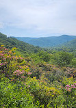 Graveyard Fields Loop Trail