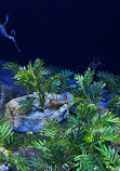 Birch Aquarium at Scripps Institution of Oceanography