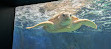 Birch Aquarium at Scripps Institution of Oceanography