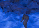 Birch Aquarium at Scripps Institution of Oceanography