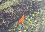 Birch Aquarium at Scripps Institution of Oceanography