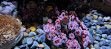 Birch Aquarium at Scripps Institution of Oceanography