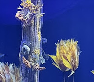 Birch Aquarium at Scripps Institution of Oceanography