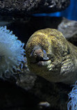 Birch Aquarium at Scripps Institution of Oceanography