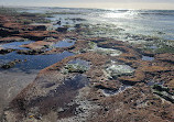 La Jolla Tide Pools