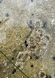 La Jolla Tide Pools