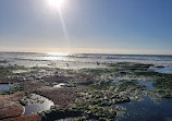 La Jolla Tide Pools