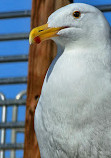 Seal Rock