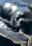 Seal Rock