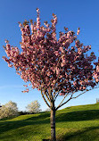 Carlow Town Park and Playground