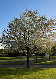 Carlow Town Park and Playground