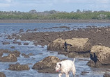 Shorncliffe Pier