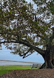 Shorncliffe Pier