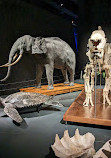 Museum of Natural Sciences of Barcelona