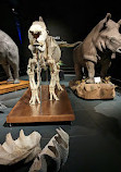 Museum of Natural Sciences of Barcelona