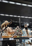 Museum of Natural Sciences of Barcelona