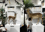 The Biblical Museum of Natural History