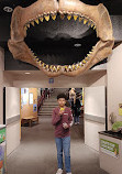 Arizona Museum of Natural History