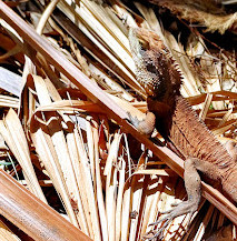 Warriewood Wetlands