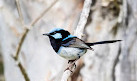 Warriewood Wetlands