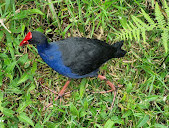 Warriewood Wetlands