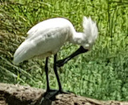 Warriewood Wetlands