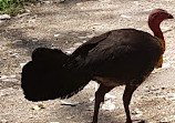 Warriewood Wetlands