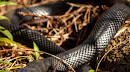 Warriewood Wetlands