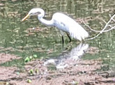 Warriewood Wetlands