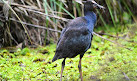 Warriewood Wetlands