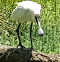 Warriewood Wetlands