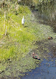 Warriewood Wetlands